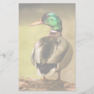 Papier Mallard Duck