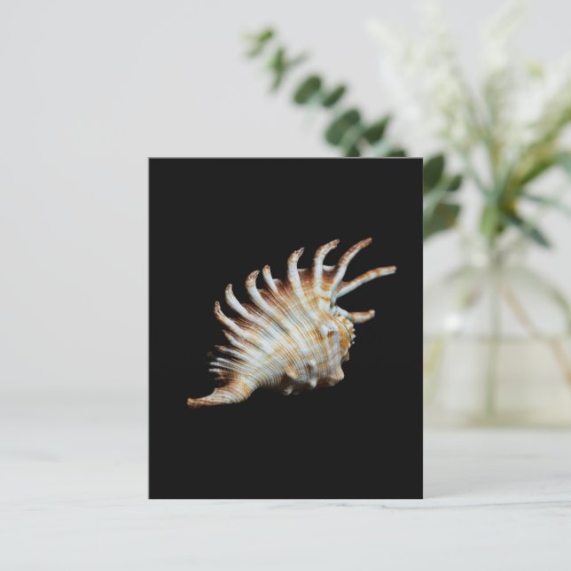 Papier Mambeda Lambis Shell Spider (Debout devant)