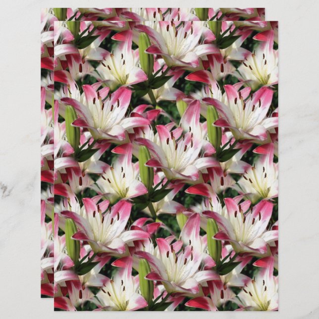 Papier Motif de la nature de Lily blanche (Devant / Derrière)