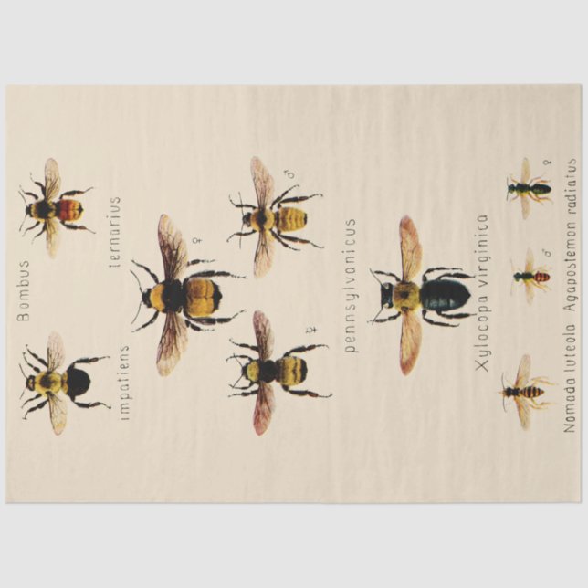 Papier Mousseline Abeilles Vintages (Recto)