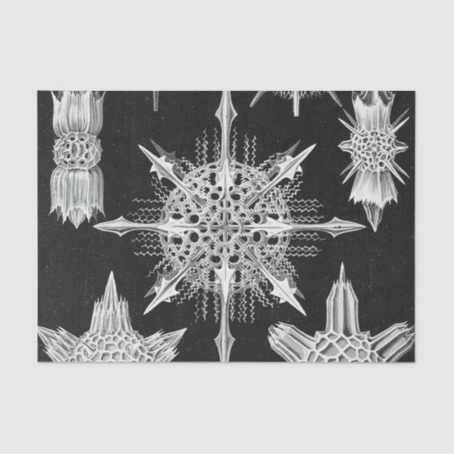 Papier Mousseline Acanthophracta, animal aquatique Wunderstrahlinge (Recto)