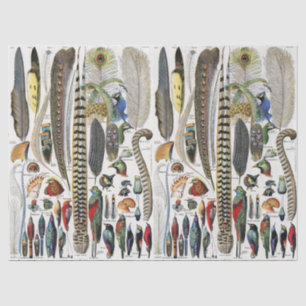 Papier Mousseline Adolphe Millot Académie sombre Vintage plume d'ois