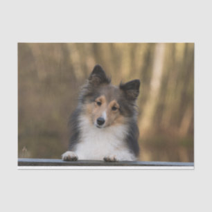 Papier Mousseline Adorable Sable Sheltie, Shetland Sheepdog Chiot