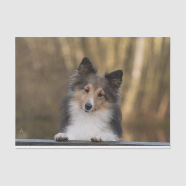 Papier Mousseline Adorable Sable Sheltie, Shetland Sheepdog Chiot (Recto)