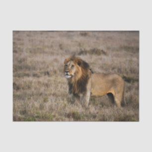 Papier Mousseline African Lion