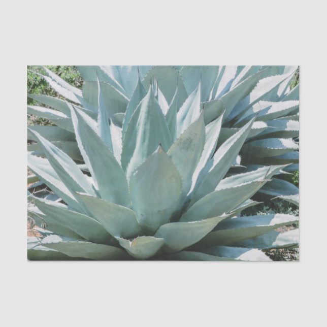 Papier Mousseline Agave Plante Succulent Cactus Vert sauge gris (Recto)