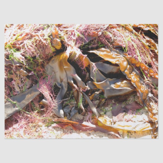 PAPIER MOUSSELINE ALGUES (Recto)