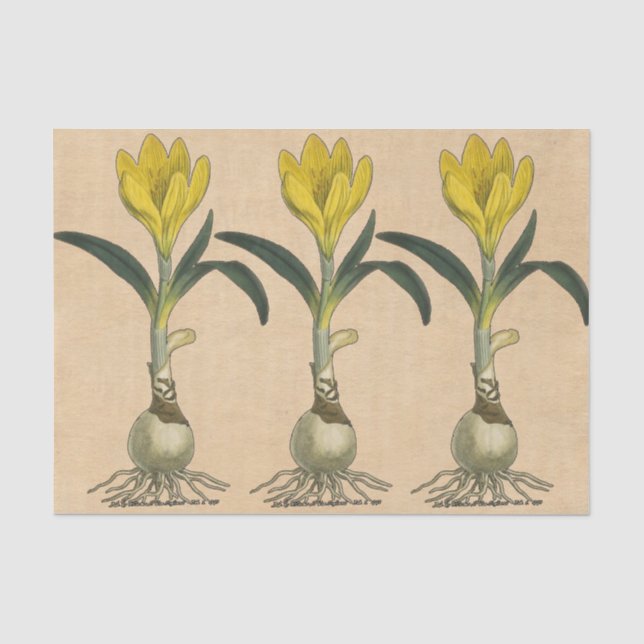 Papier Mousseline Amaryllis Tulip Jardin Botanique Fleur (Recto)