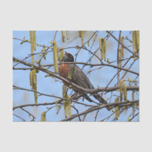 Papier Mousseline American Robin Spring Blossoms Catkins