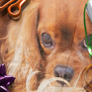 Papier Mousseline Ami doux Cavalier King Charles