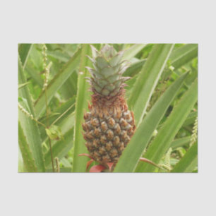 Papier Mousseline Ananas sauvage Fruit tropical dans la nature
