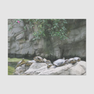 Papier Mousseline animal, eau, tortues, pierres, fleurs, nature,