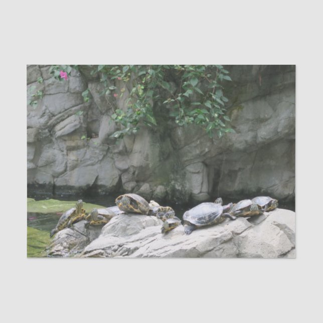 Papier Mousseline animal, eau, tortues, pierres, fleurs, nature, (Recto)