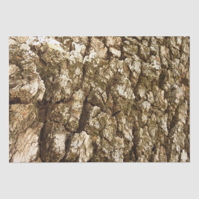 Papier Mousseline Arbre écorce II Conception texturée naturelle (Recto)