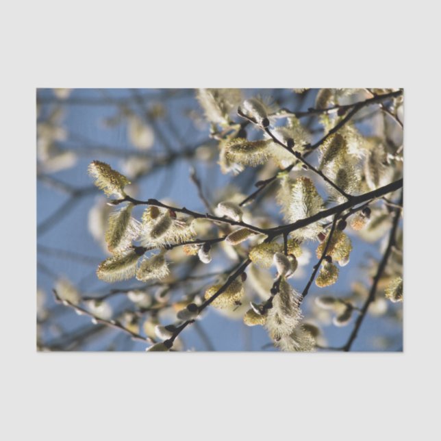 PAPIER MOUSSELINE ARBRE SAUVAGE (Recto)