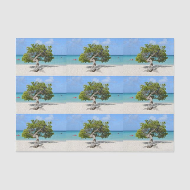 Papier Mousseline Arbre solo de Divi Divi dans Aruba (Recto)