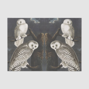Papier Mousseline Art ancien d'oiseau de nuit, chouette blanche d'Au