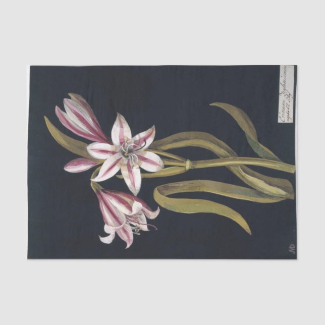 Papier Mousseline Asphodil Lily par Mary Delany (Recto)