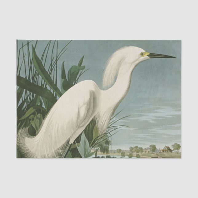 Papier Mousseline Audubon Héron de neige Oiseaux d'aigrettes blanche (Recto)