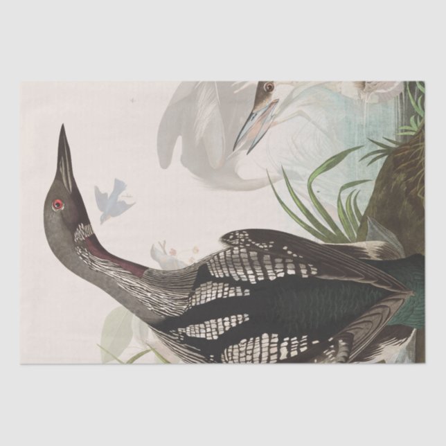 Papier Mousseline Audubon Loons Heron Birds Wildlife Tissue Paper (Recto)