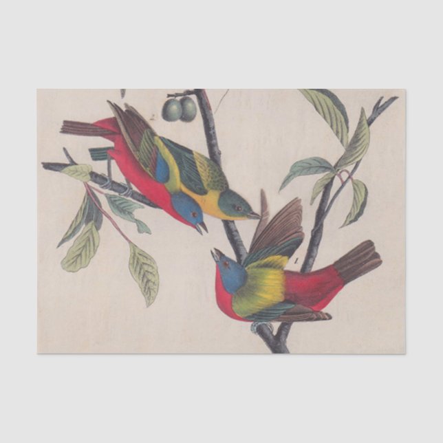 Papier Mousseline Audubon Peint Bunting Bird Wildlife (Recto)