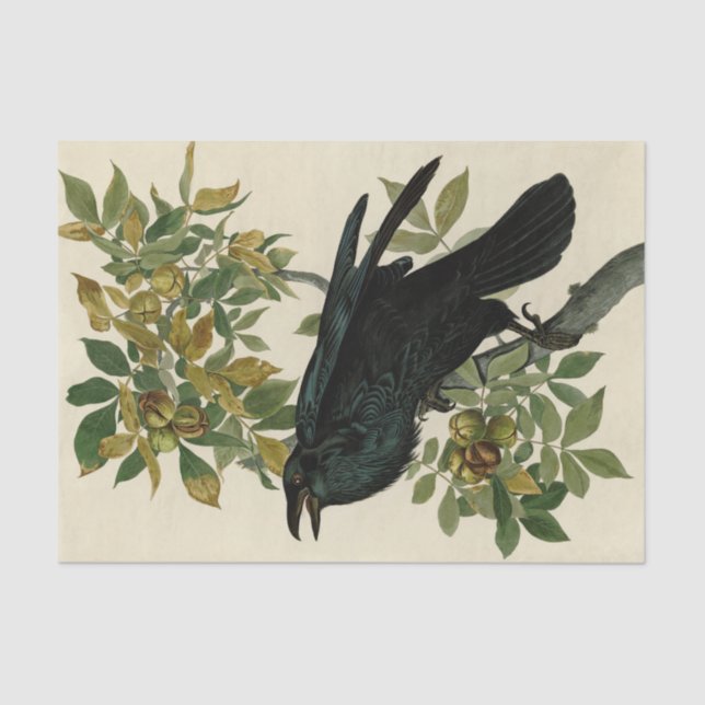 Papier Mousseline Audubon Raven Oiseau classique (Recto)