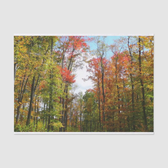 Papier Mousseline Automnes Arbres et Ciel bleu Automne Photographie  (Recto)