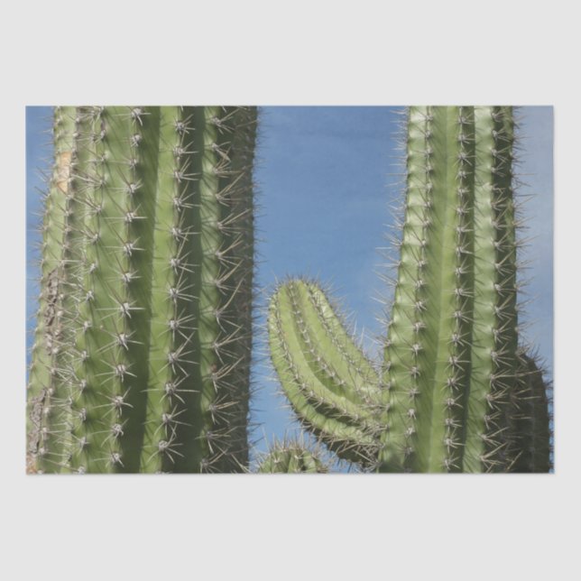 Papier Mousseline Barrel Cactus I Desert Photo (Recto)