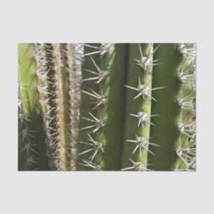 Papier Mousseline Barrel Cactus II Désert Nature Photo