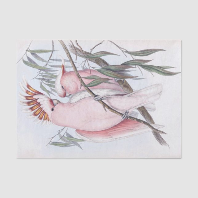 Papier Mousseline Beau cockatoo d'oiseaux cacatua rose pâle (Recto)