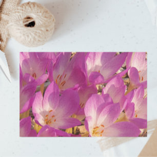 Papier Mousseline Beau Pnk Crocus d'automne floral
