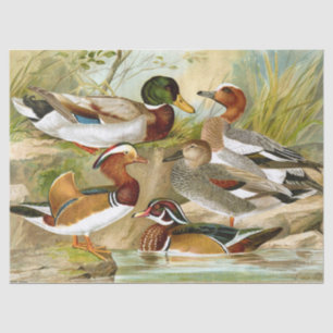 Papier Mousseline Beaux Canards Vintages À La Découpage De L'Étang