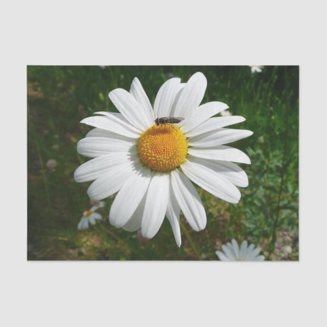 Papier Mousseline Bee on Daisy Alaskan Summer Nature (Recto)