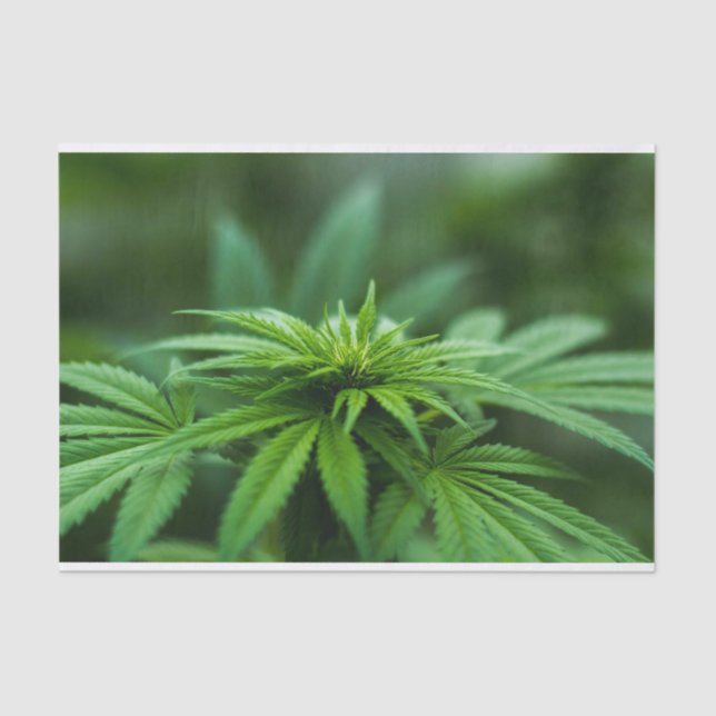 Papier Mousseline Belle mauvaise herbe (Recto)