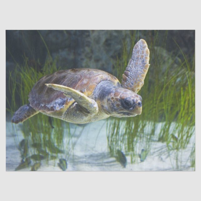 Papier Mousseline Belle natation de tortue marine (Recto)