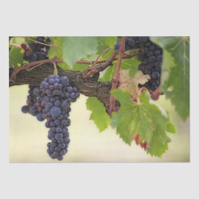 Papier Mousseline Belle vigne de raisin avec fruits pendants (Recto)