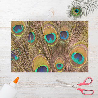 Papier Mousseline Belles plumes de paon marron