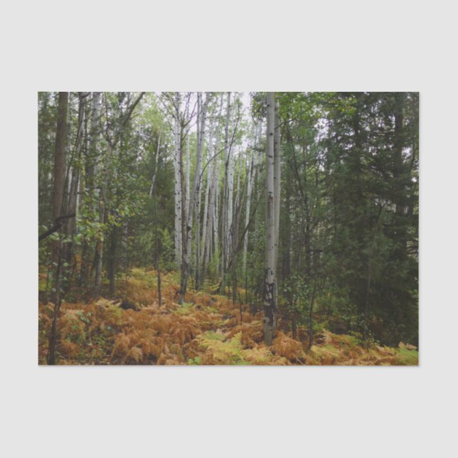 Papier Mousseline Birch Trees blancs et fougères d'automne à Rocky M (Recto)