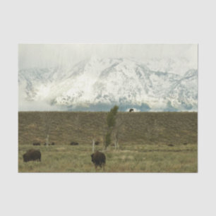 Papier Mousseline Bison à Grand Teton National Park Photographie