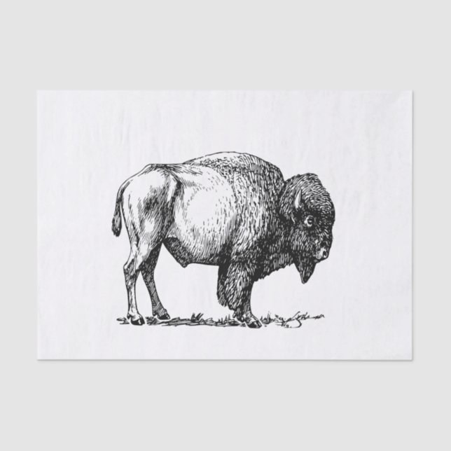 Papier Mousseline Bison américain de Buffalo (Recto)