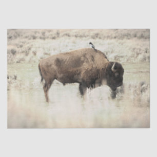 Papier Mousseline Bison de Yellowstone avec oiseau