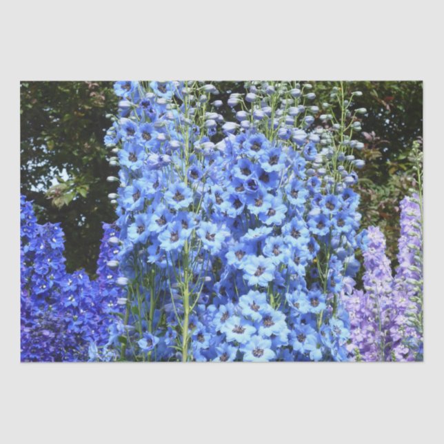 Papier Mousseline Bleu Delphinium Fleurs Florales Jardin Nature (Recto)