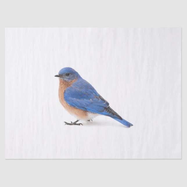 Papier Mousseline Bluebird (Recto)
