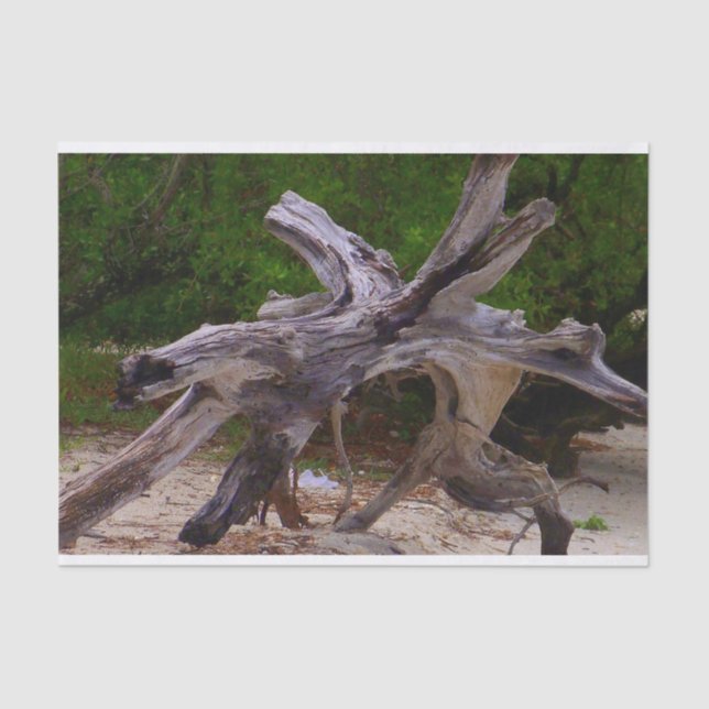 Papier Mousseline Bois de flottage (Recto)