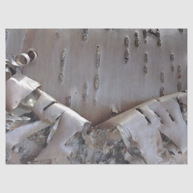 Papier Mousseline Bouleau Tordue Écorce Arbre Rustique (Recto)