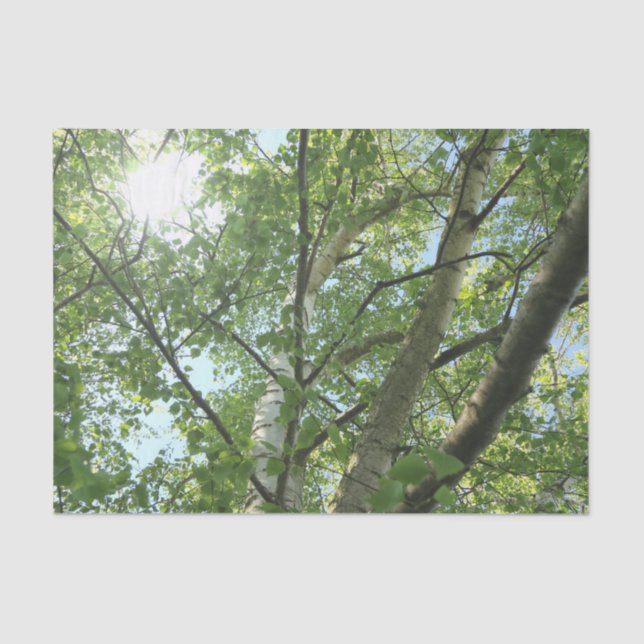 Papier Mousseline bouleau vert sur arbre contre ciel bleu (Recto)