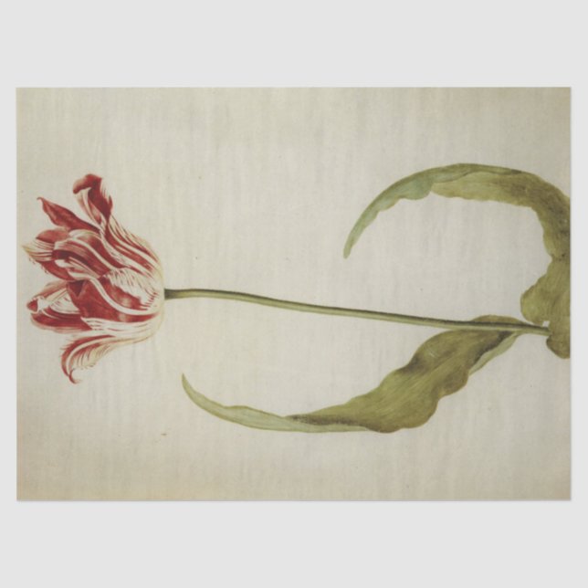 Papier Mousseline Brabantson Tulip par Judith Leyster (Recto)