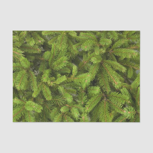 Papier Mousseline branches de pins (Recto)