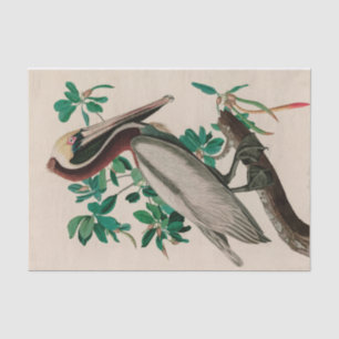 Papier Mousseline Brown Pelican Birds of America Audubon Imprimer