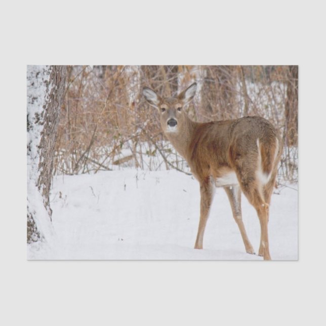 Papier Mousseline Buck Deer en hiver White Snowy Field (Recto)
